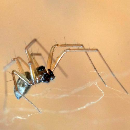 Neriene peltata
